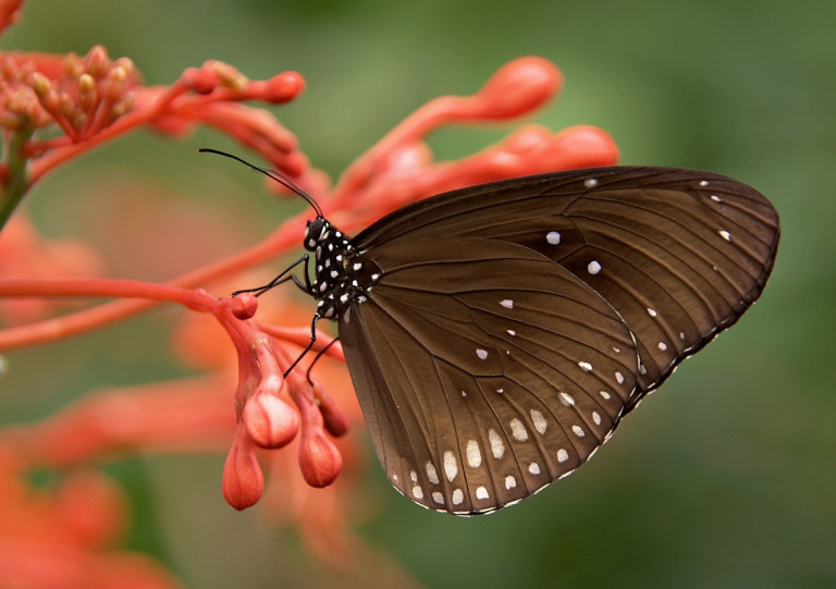 black-and-white-butterfly-on-red-flower-53957